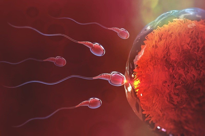 Quá trình trứng gặp và kết hợp với tinh trùng là thời gian thụ thai
